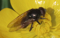 Cheilosia-albitarsis-agg-Buttercup-Blacklet